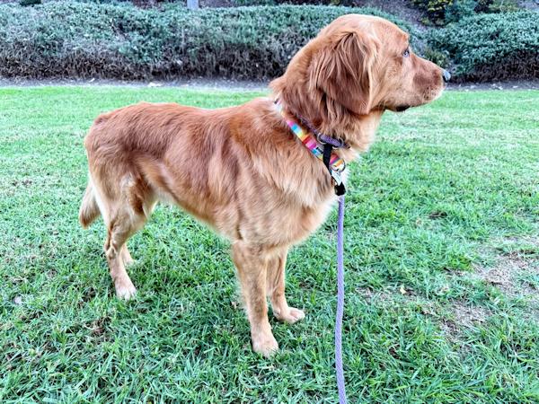 Monty, a ADOPTABLE Golden Retriever in Los Angeles, CA image 4/4