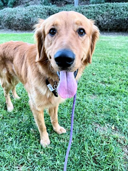 Monty, a ADOPTABLE Golden Retriever in Los Angeles, CA image 2/4