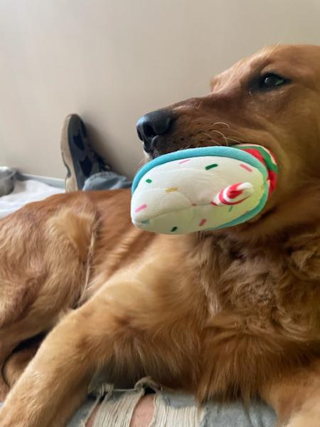 Monty, a ADOPTABLE Golden Retriever in Los Angeles, CA image 3/4