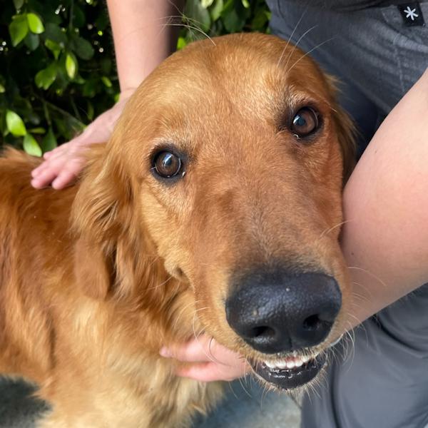 Monty, ADOPTABLE, Young Male Golden Retriever.