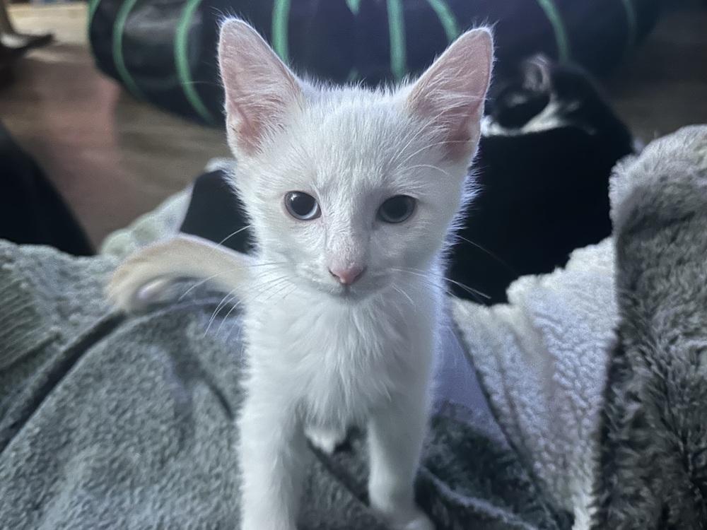 Enlarge Cotton, a Adoptable Domestic Medium Hair in Little Rock, AR image 1/6