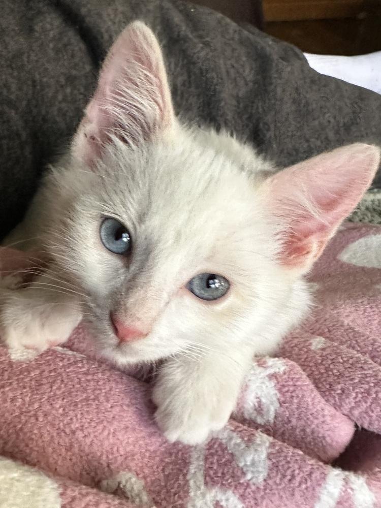 Enlarge Cotton, a Adoptable Domestic Medium Hair in Little Rock, AR image 2/6