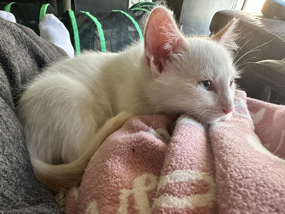 Enlarge Cotton, a Adoptable Domestic Medium Hair in Little Rock, AR image 3/6