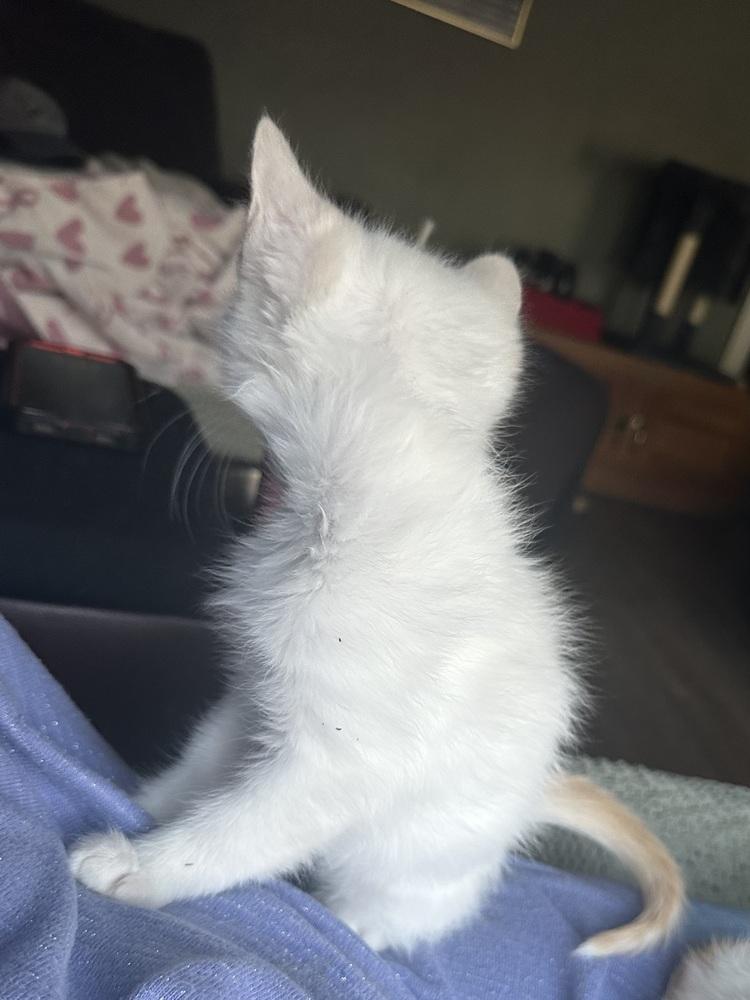 Enlarge Cotton, a Adoptable Domestic Medium Hair in Little Rock, AR image 4/6