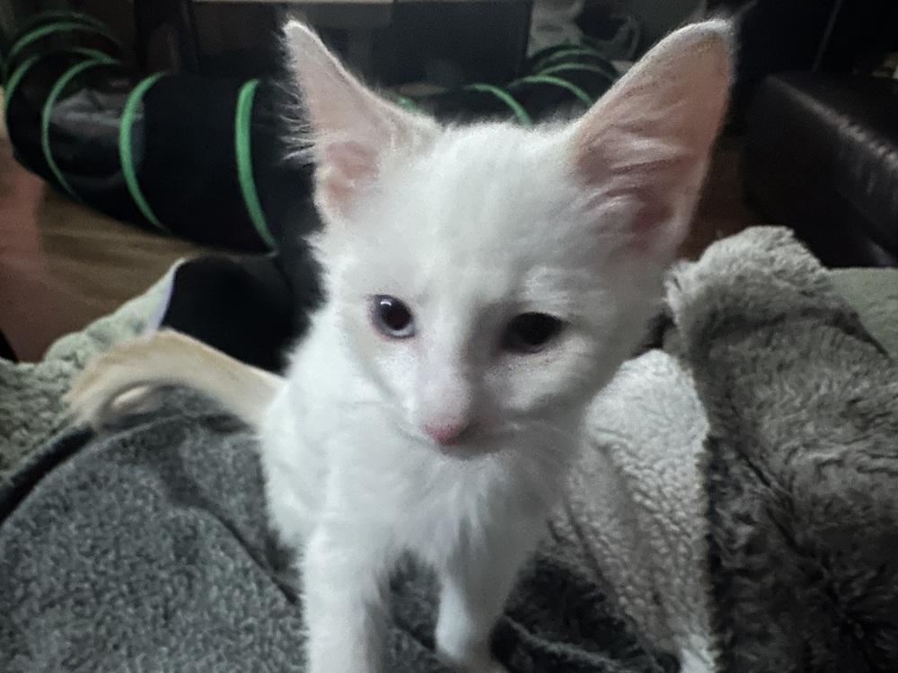 Enlarge Cotton, a Adoptable Domestic Medium Hair in Little Rock, AR image 5/6