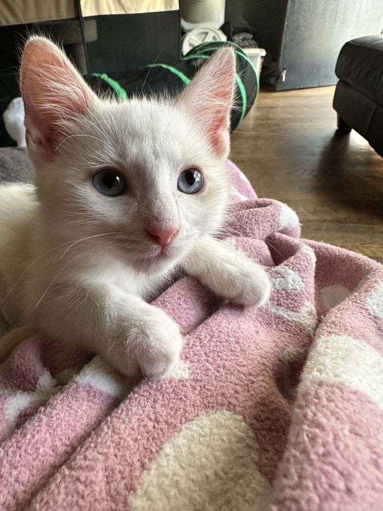 Enlarge Cotton, a Adoptable Domestic Medium Hair in Little Rock, AR image 6/6