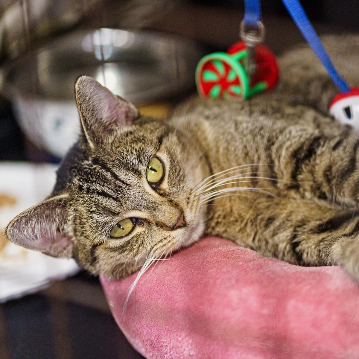 Eeyore (aka Angel), adoptable, Young Female Tabby.