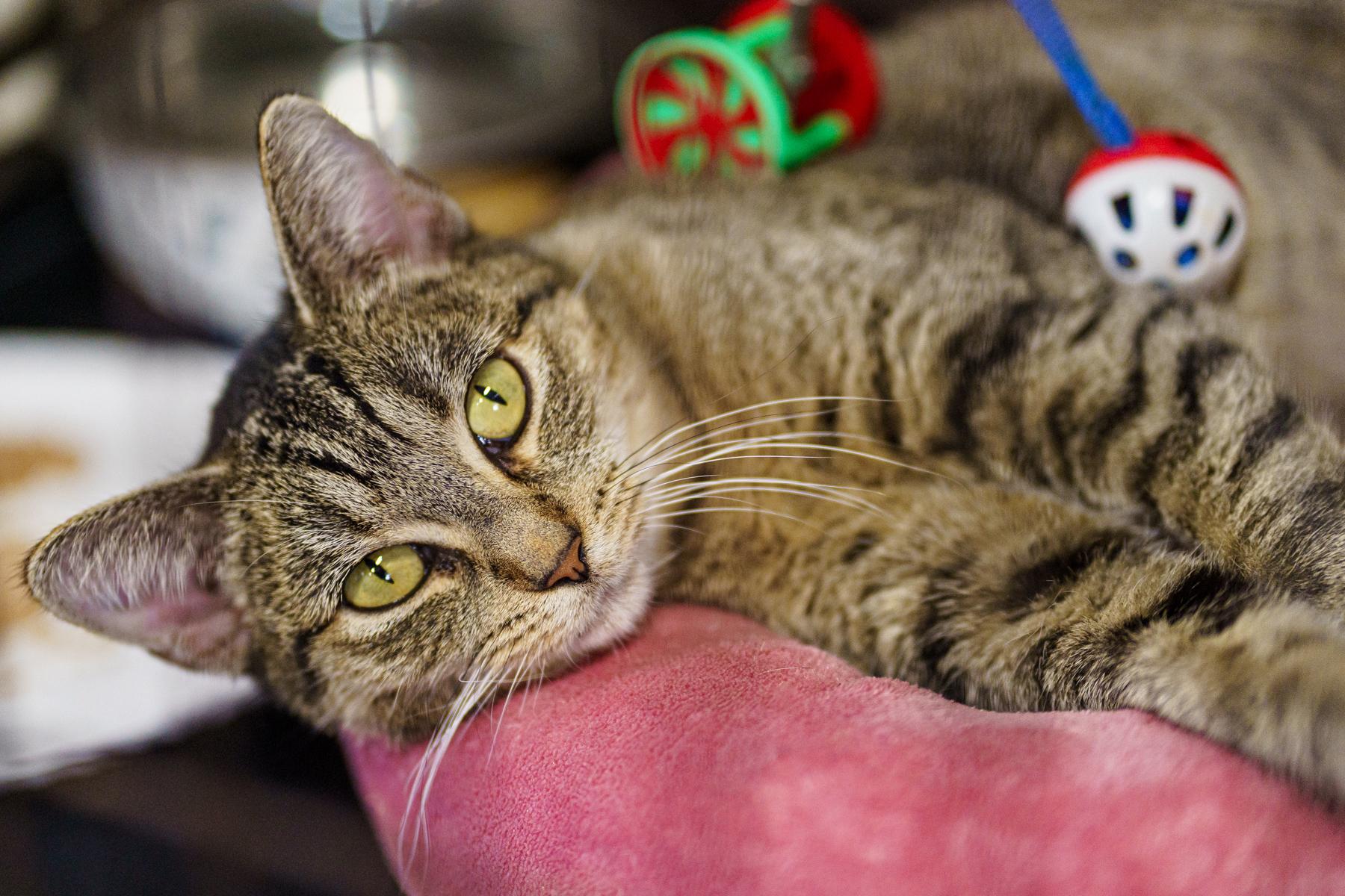 Enlarge Eeyore (aka Angel), an adoptable Tabby in Marble Falls, TX image 5/5
