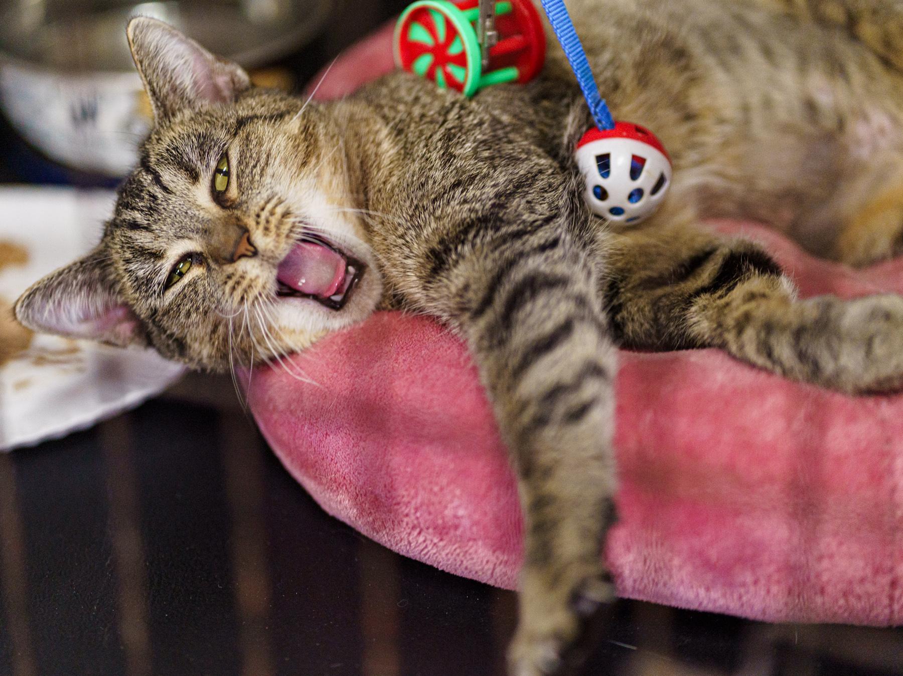 Enlarge Eeyore (aka Angel), an adoptable Tabby in Marble Falls, TX image 4/5