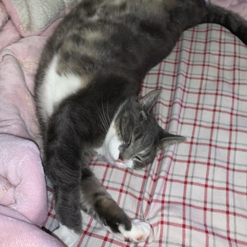 Tom Tom, Adoptable, Adult Male Domestic Short Hair.