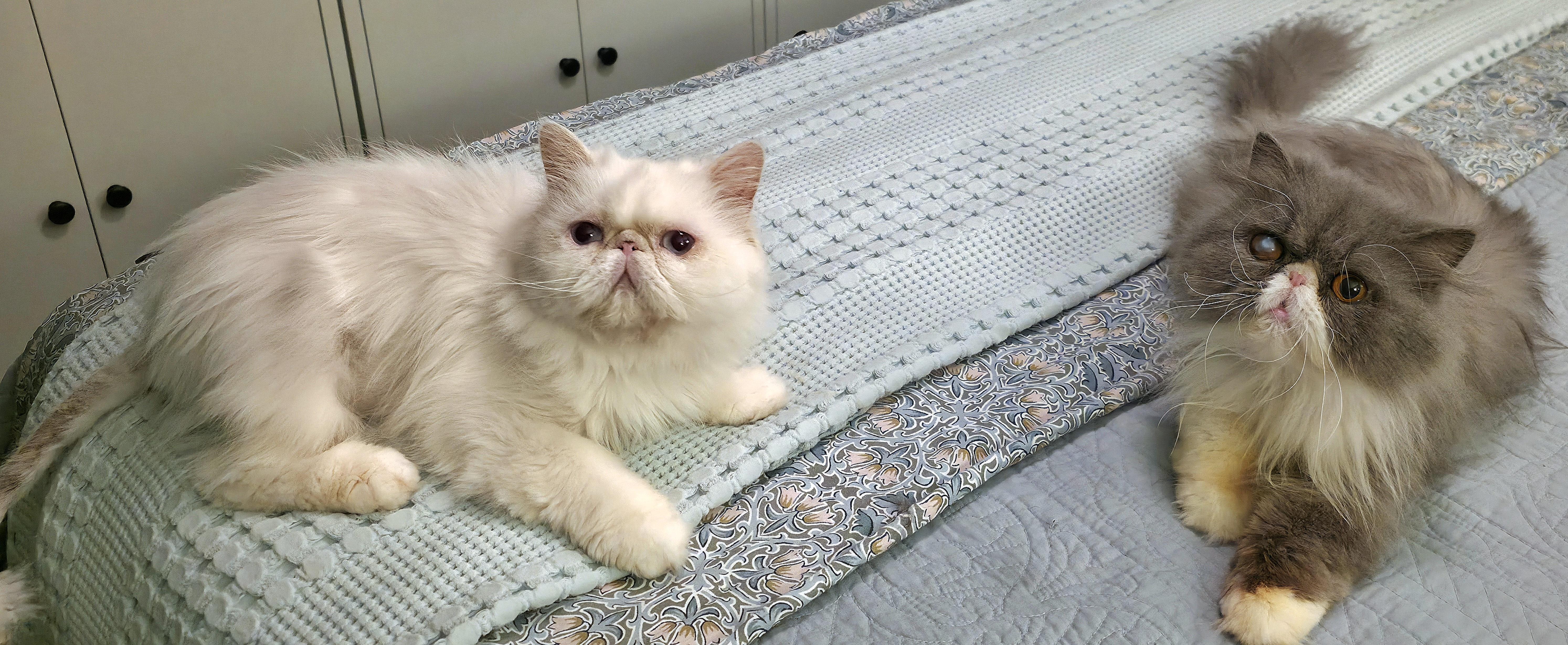 Daffodil & Delphinium, an adopted Persian in Converse, TX image 6/6
