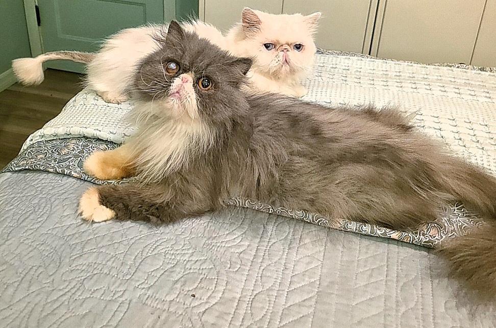 Daffodil & Delphinium, an adopted Persian in Converse, TX image 4/6