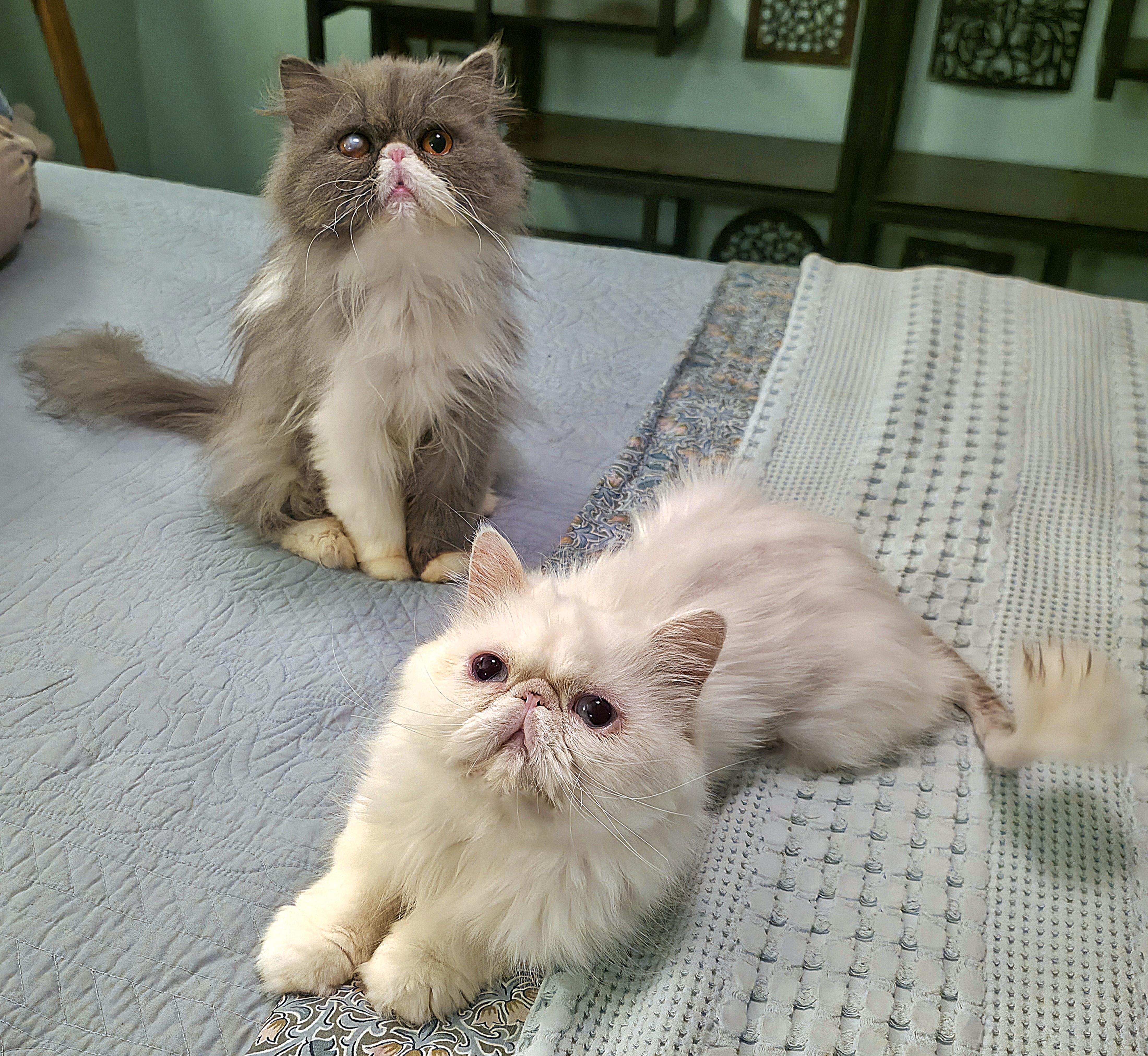 Daffodil & Delphinium, an adopted Persian in Converse, TX image 2/6