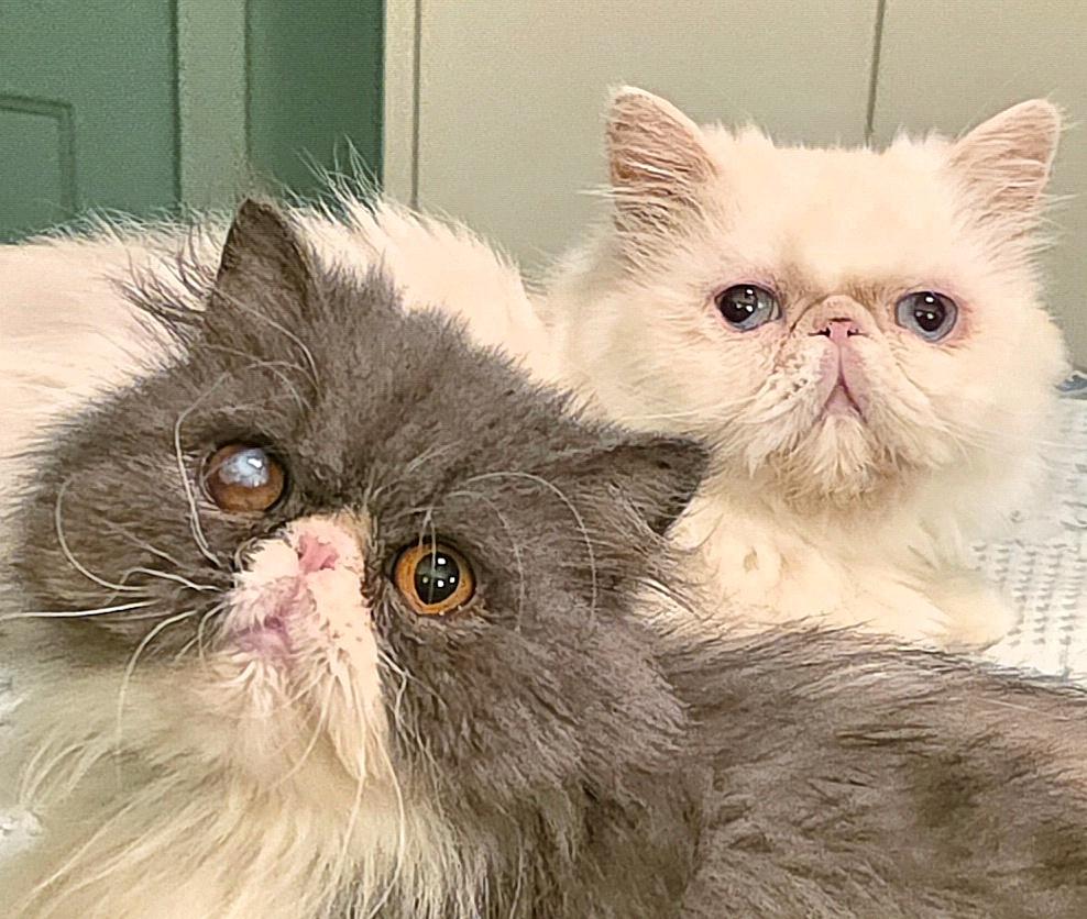 Daffodil & Delphinium, an adopted Persian in Converse, TX image 1/6