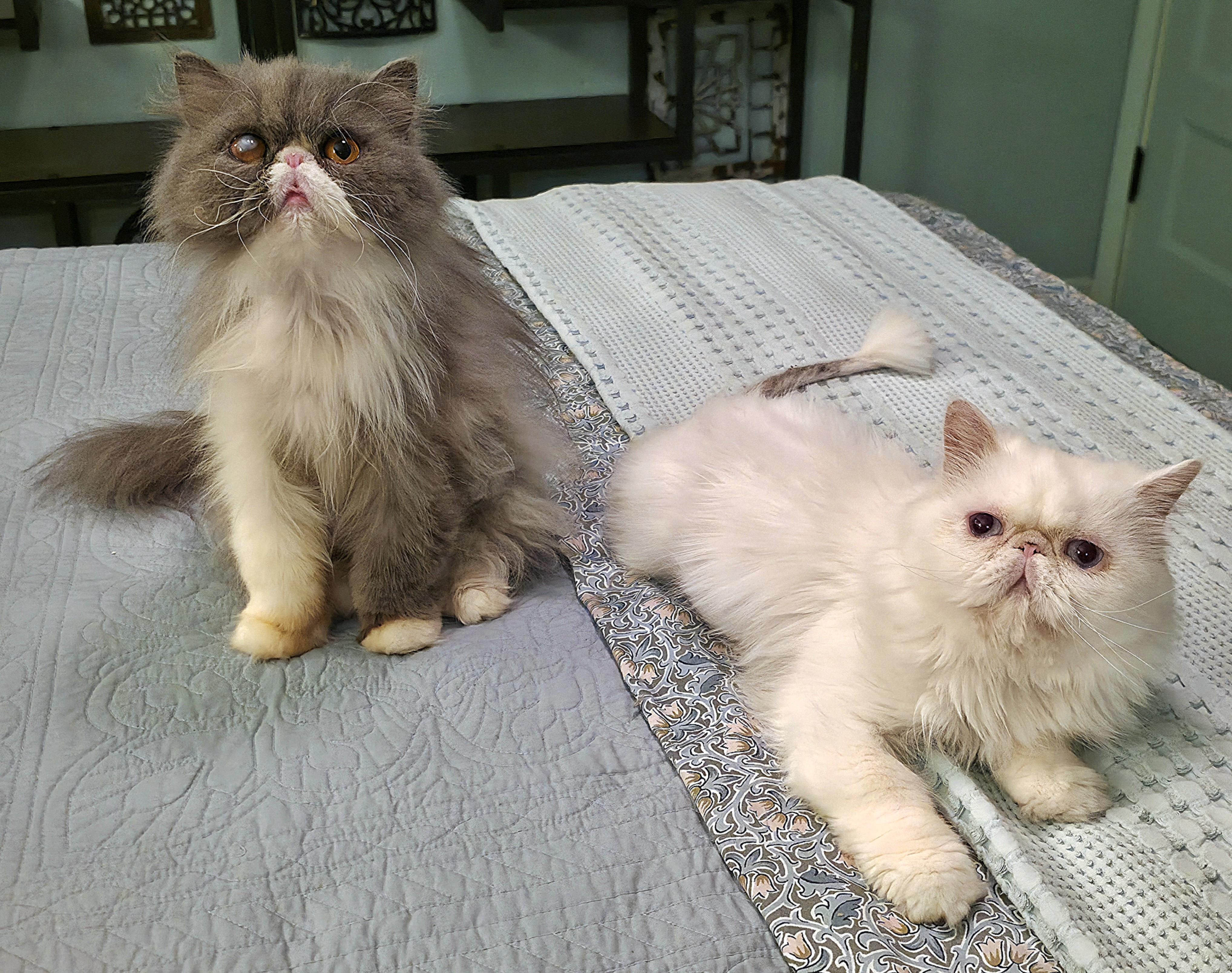 Daffodil & Delphinium, an adopted Persian in Converse, TX image 5/6