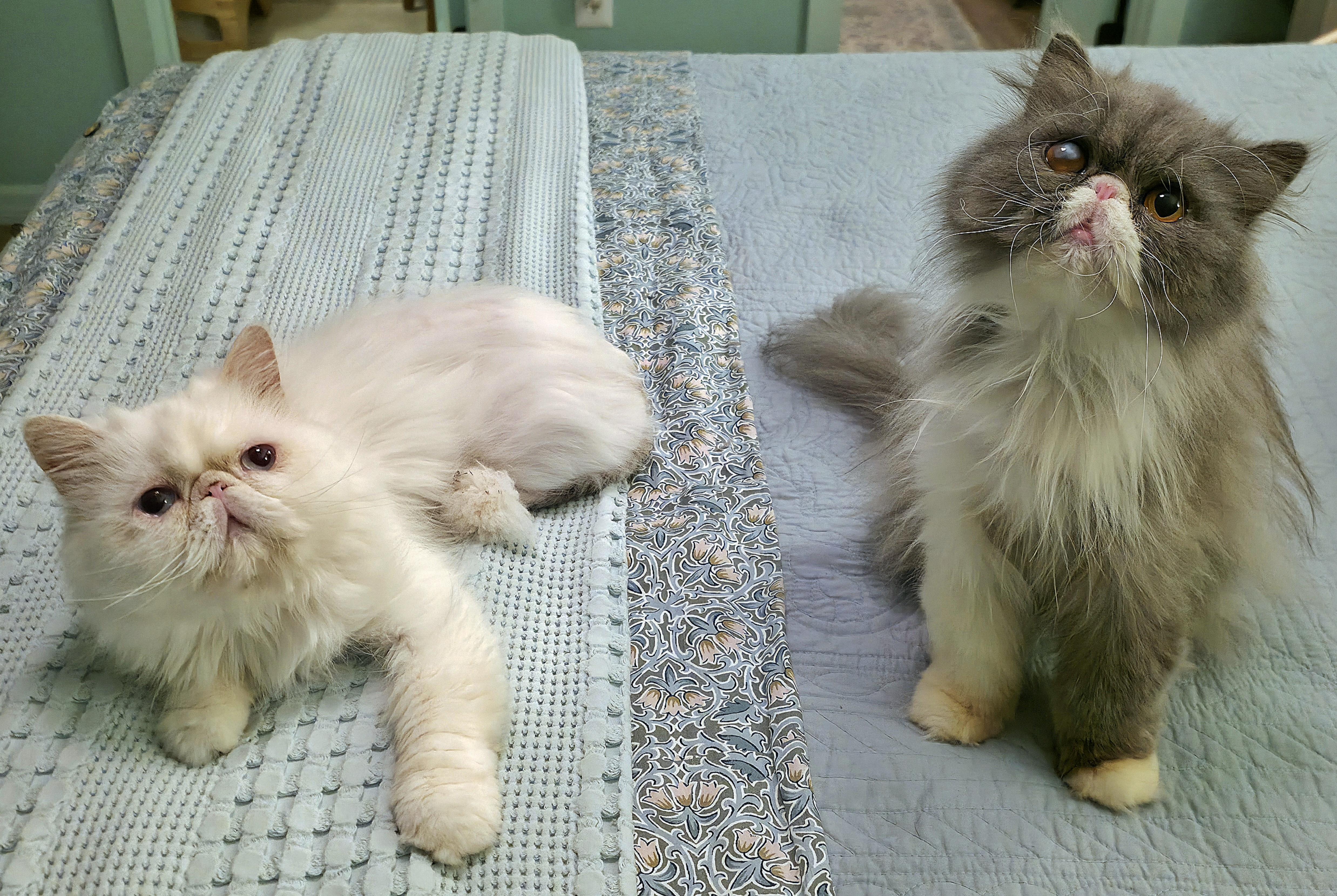 Daffodil & Delphinium, an adopted Persian in Converse, TX image 3/6