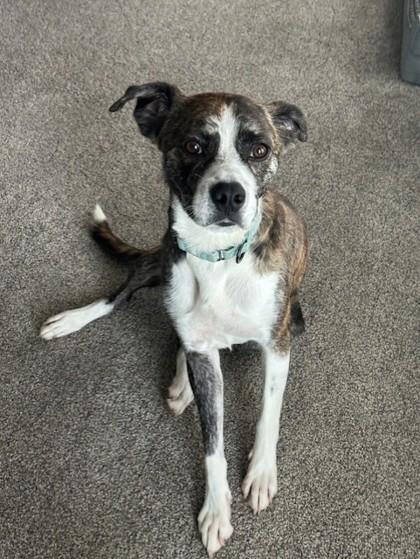 Hobbes, a Adoptable mixed breed in Kansas City, MO image 1/3