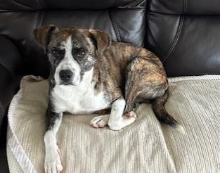 Hobbes, a Adoptable mixed breed in Kansas City, MO image 2/3