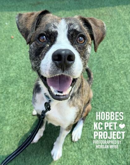 Hobbes, a Adoptable mixed breed in Kansas City, MO image 3/3