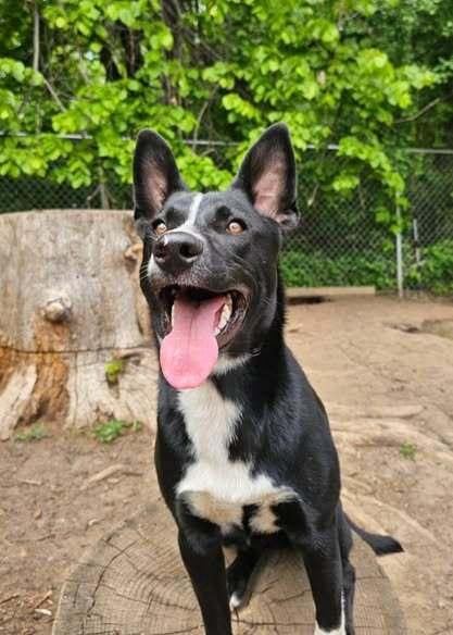 Piglet, a Adoptable mixed breed in Hastings, MN image 1/4