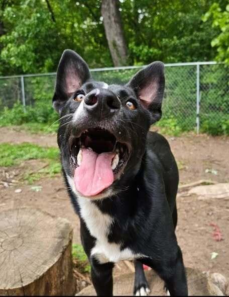 Piglet, a Adoptable mixed breed in Hastings, MN image 2/4