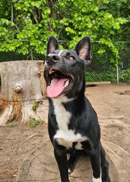 Piglet, a Adoptable mixed breed in Hastings, MN image 4/4