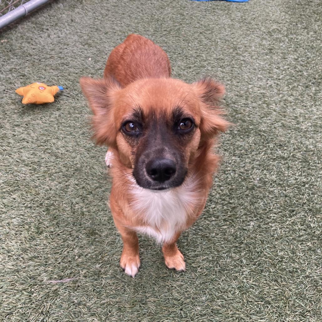 Wilma, Adoptable, Young Female Spaniel & Mixed Breed.