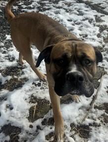 Duncan, ADOPTABLE, Young Male Bullmastiff.