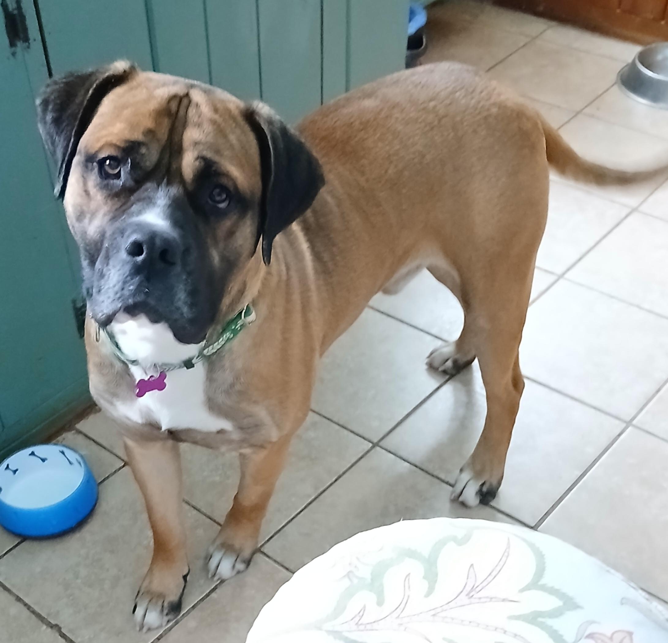 Enlarge Duncan, an adopted Bullmastiff in Gardiner, NY image 1/5