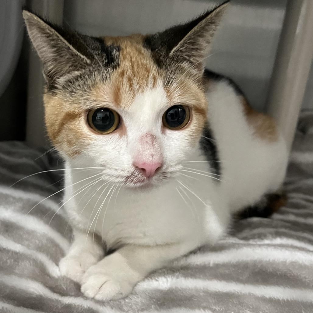 Christine Meowvie, Adoptable, Young Female Domestic Short Hair.