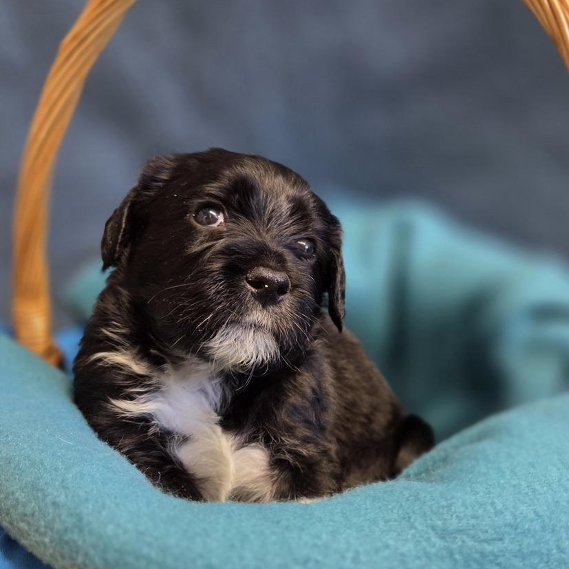 Pibb Xtra, Adoptable, Puppy Male Poodle & Husky.
