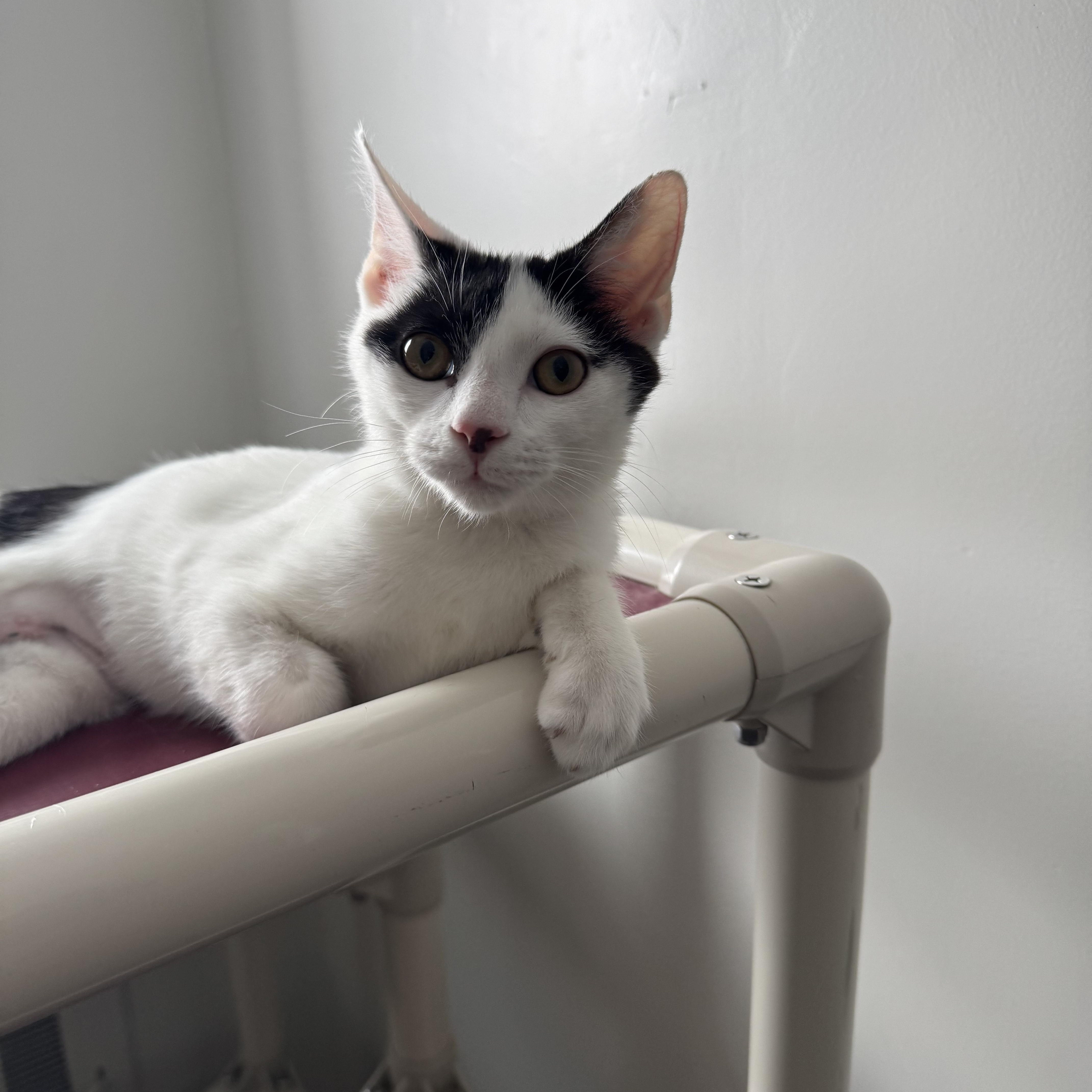 Enlarge Athena , an adopted Domestic Short Hair in Salem, OH image 1/1