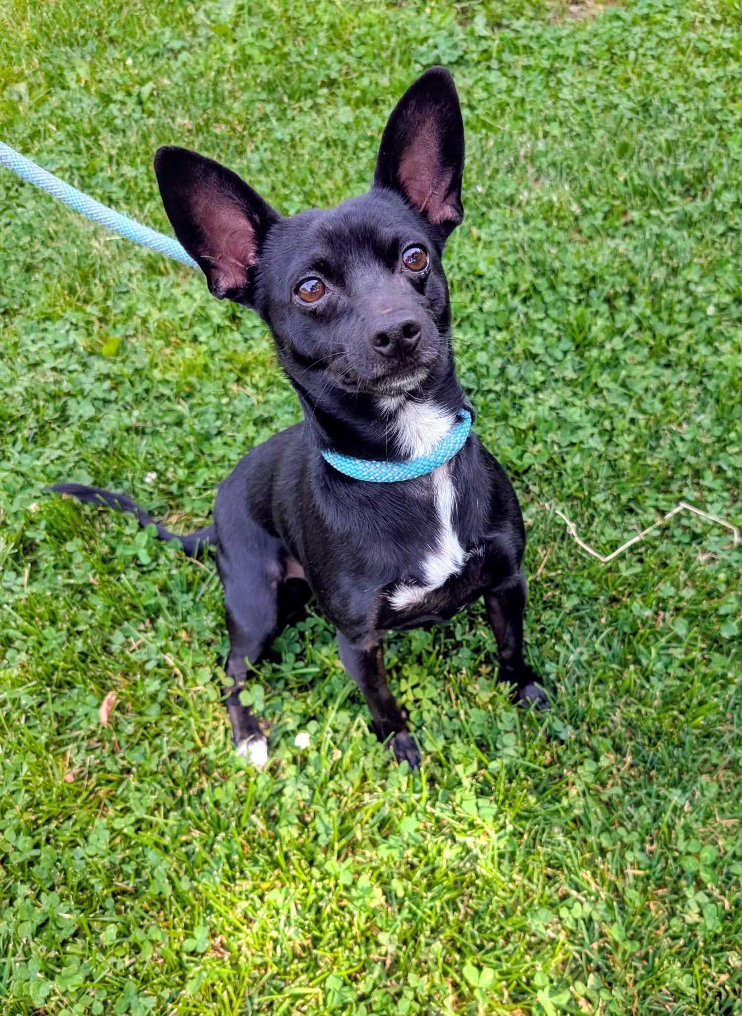 Enlarge Ted, an adopted mixed breed in Anderson, IN image 2/3