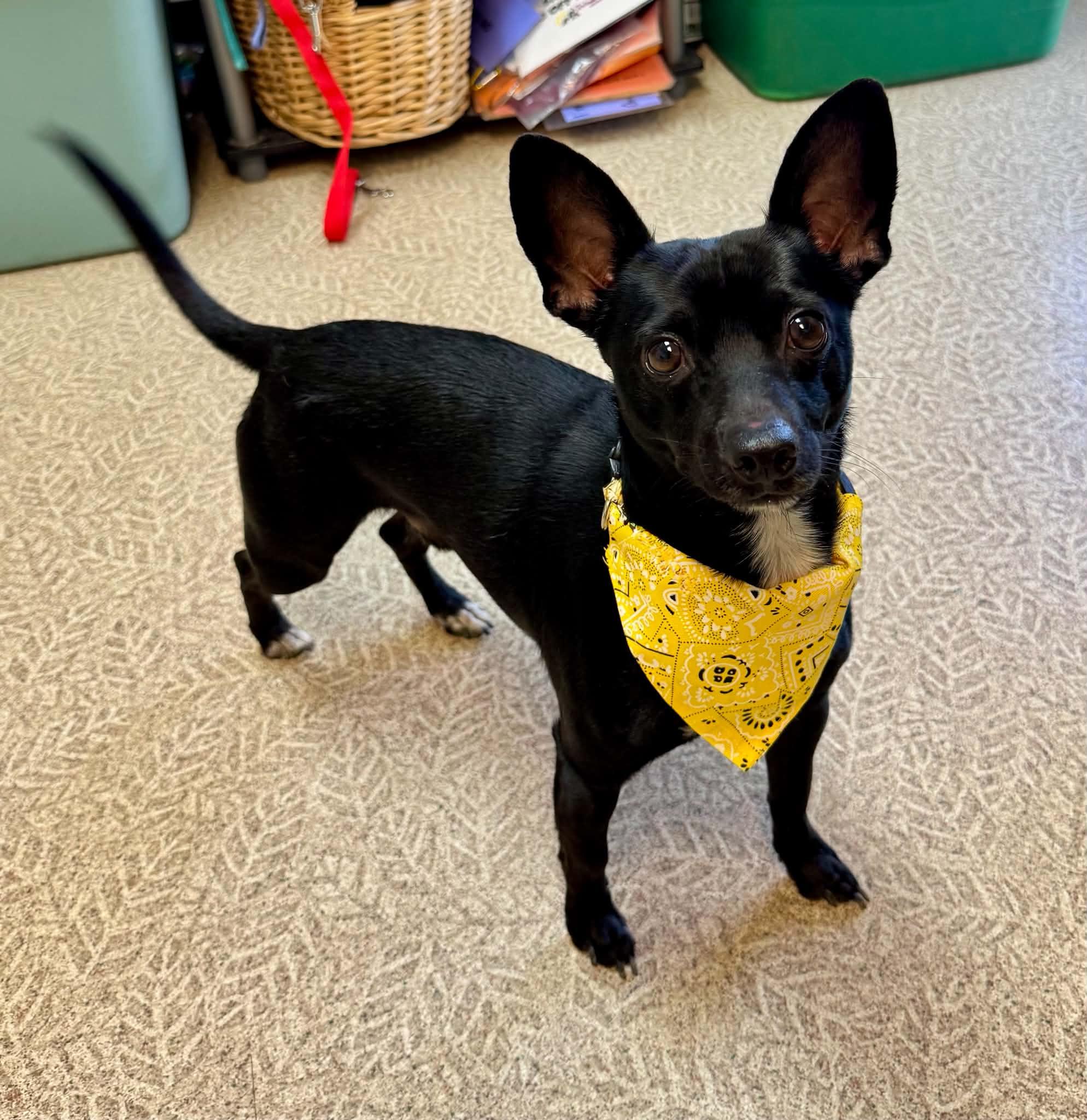 Ted, adopted, Adult Male Chihuahua & Rat Terrier.