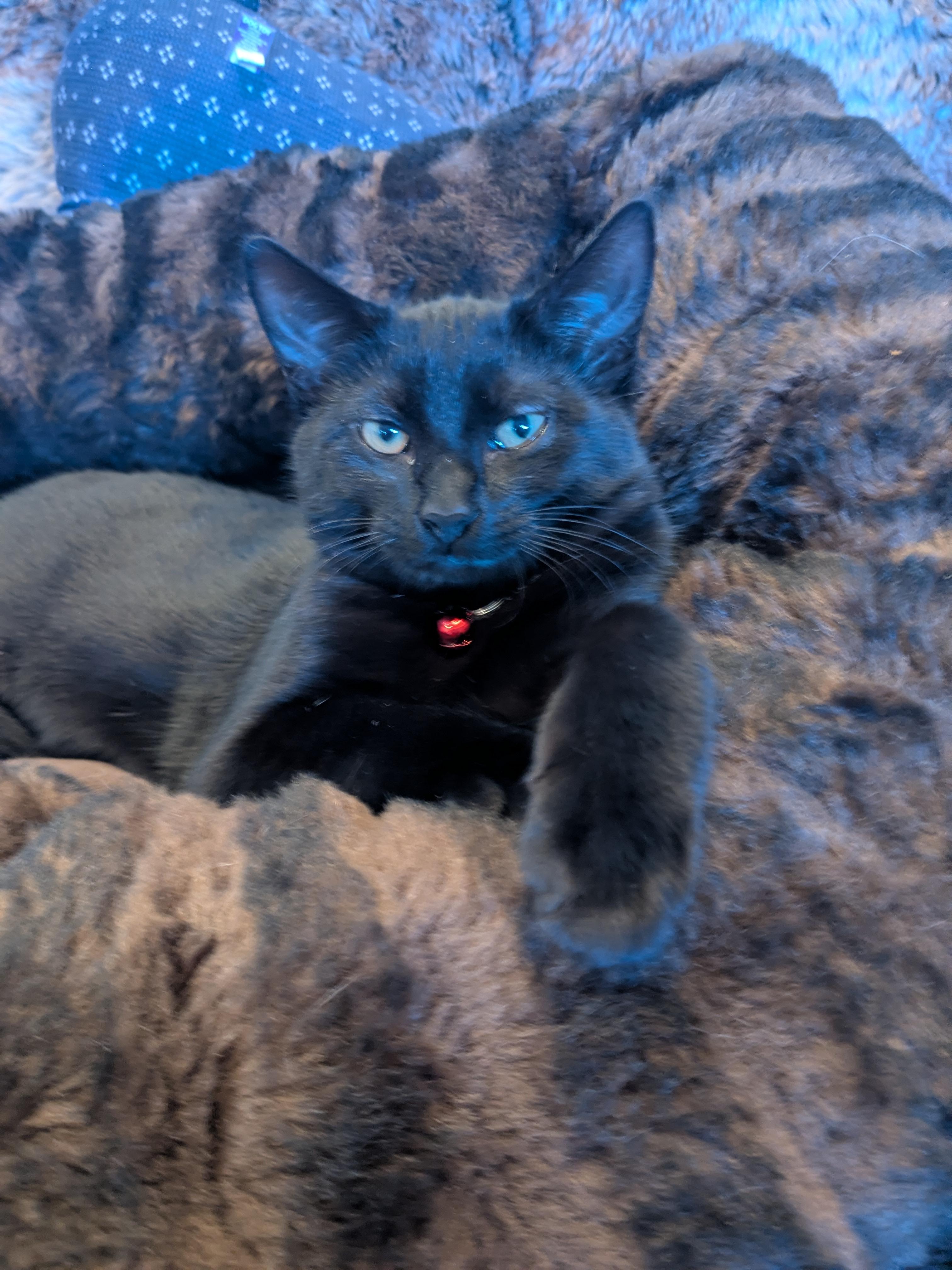 Enlarge Alessandro, a ADOPTABLE Domestic Short Hair in Newburgh, NY image 3/5