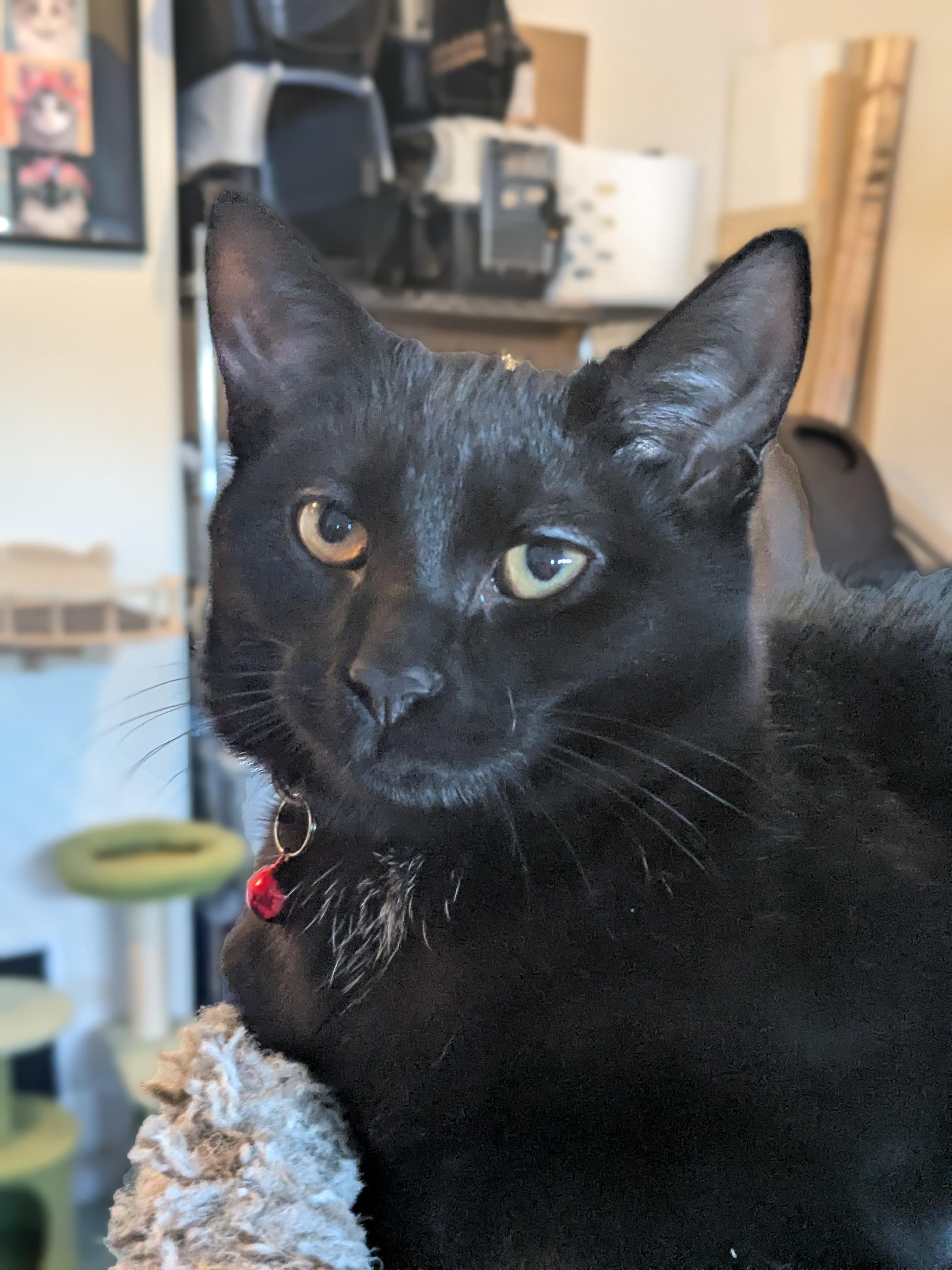 Enlarge Alessandro, a ADOPTABLE Domestic Short Hair in Newburgh, NY image 4/5