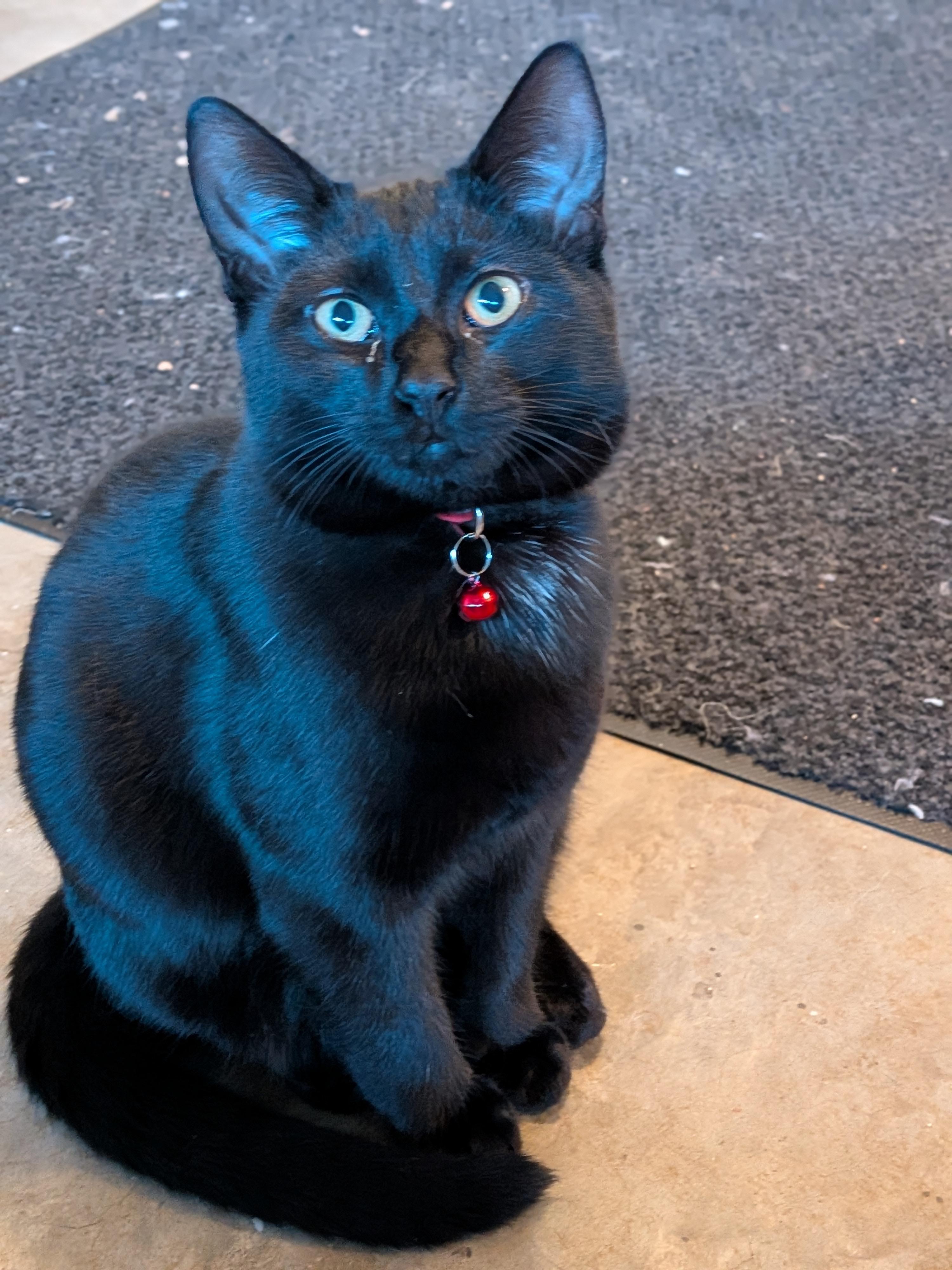 Enlarge Alessandro, a ADOPTABLE Domestic Short Hair in Newburgh, NY image 2/5