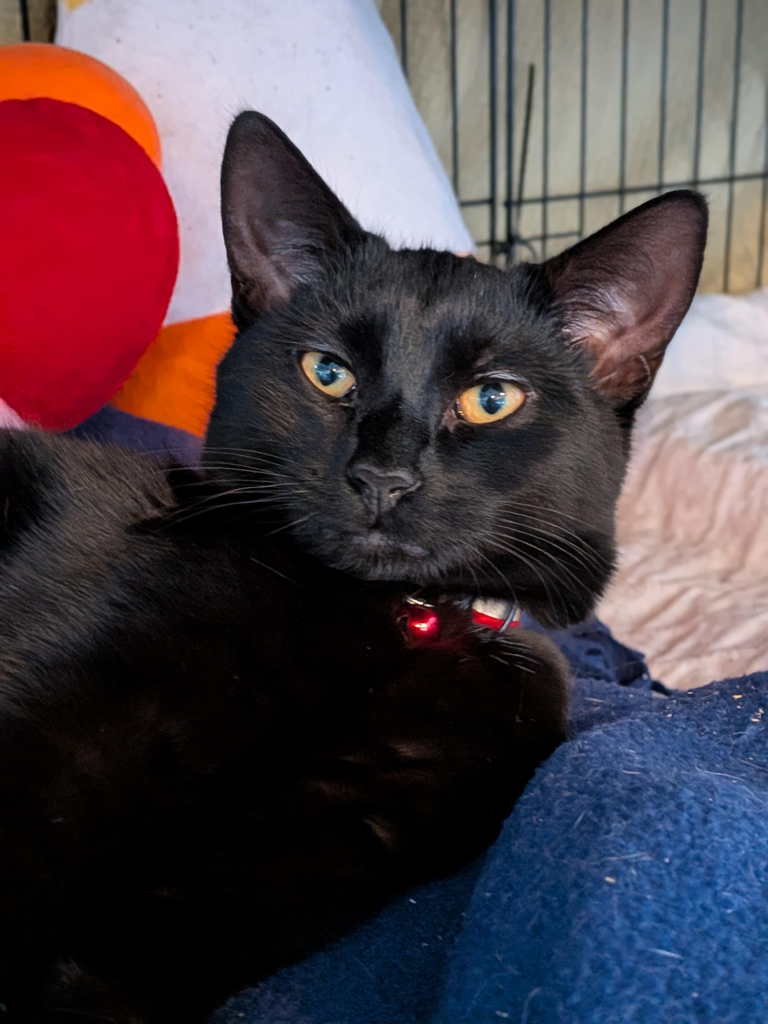 Alessandro, ADOPTABLE, Kitten Male Domestic Short Hair.