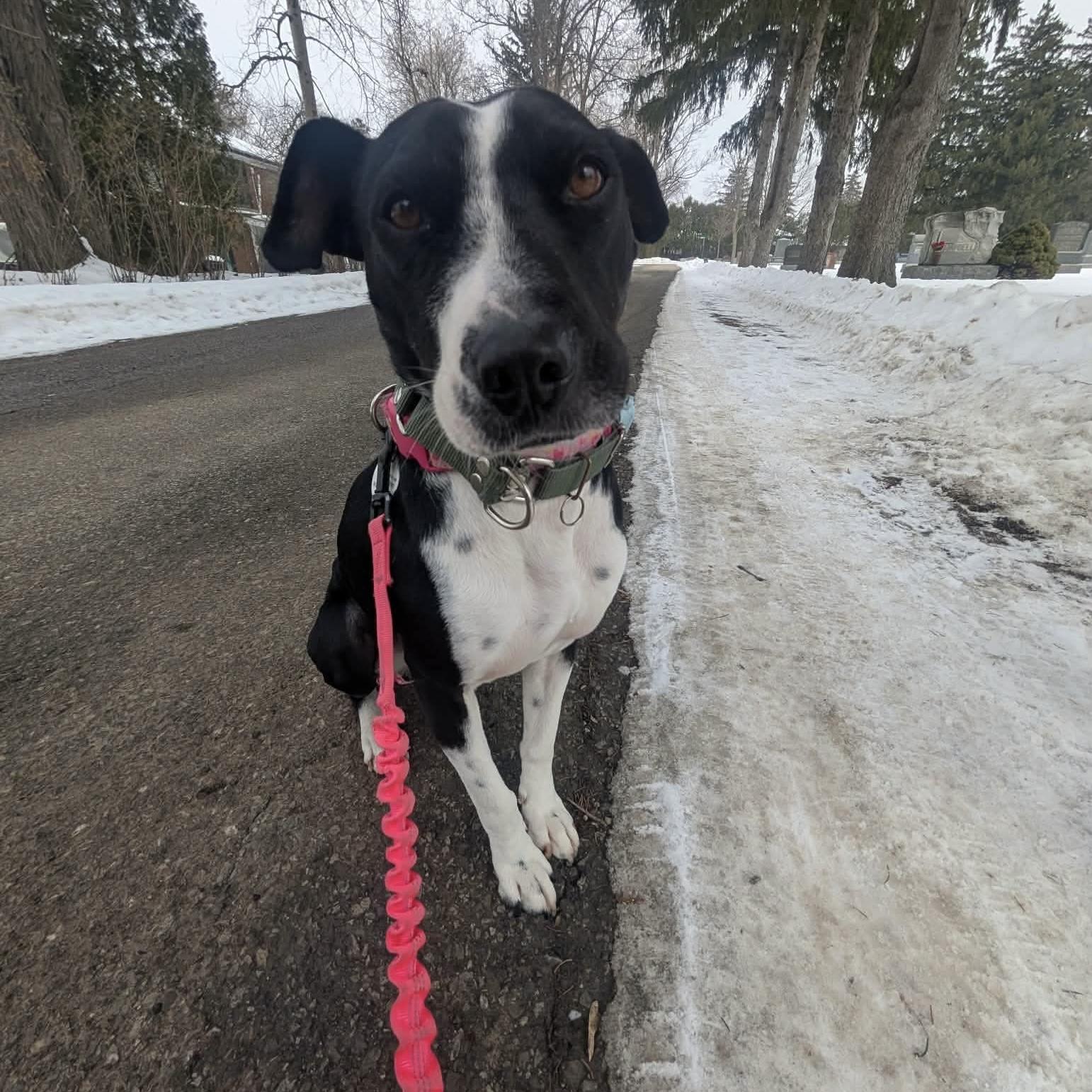 Dixi, ADOPTABLE, Adult Female Mixed Breed & Labrador Retriever.