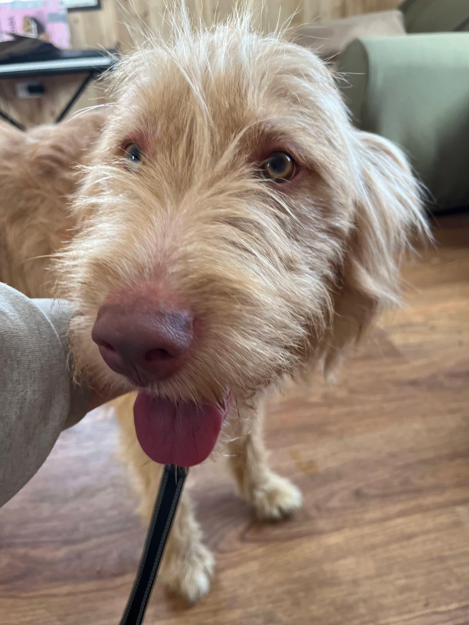 Enlarge Dublin , a ADOPTABLE mixed breed in Sawyer, ND image 2/6