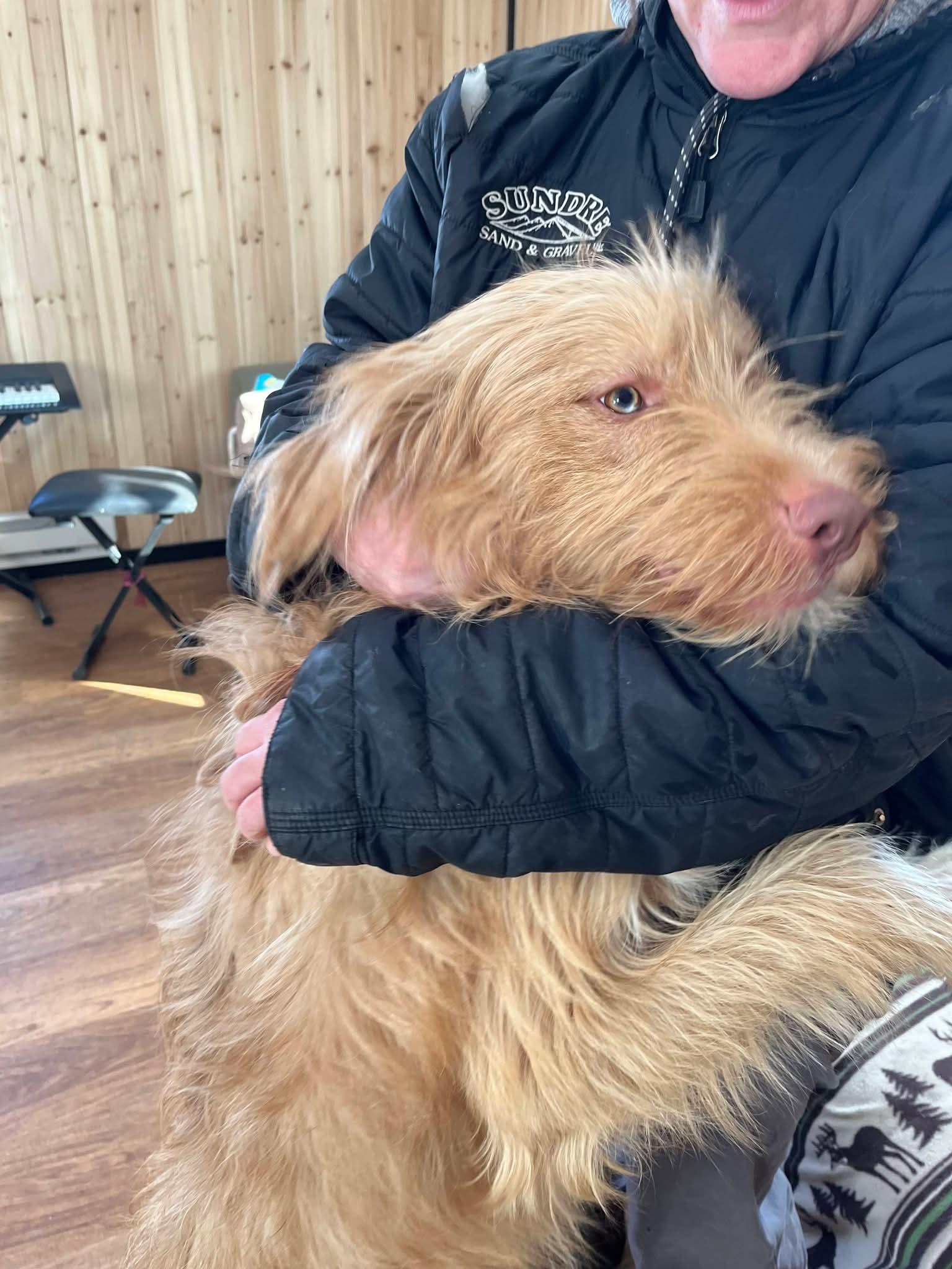 Enlarge Dublin , a ADOPTABLE mixed breed in Sawyer, ND image 4/6