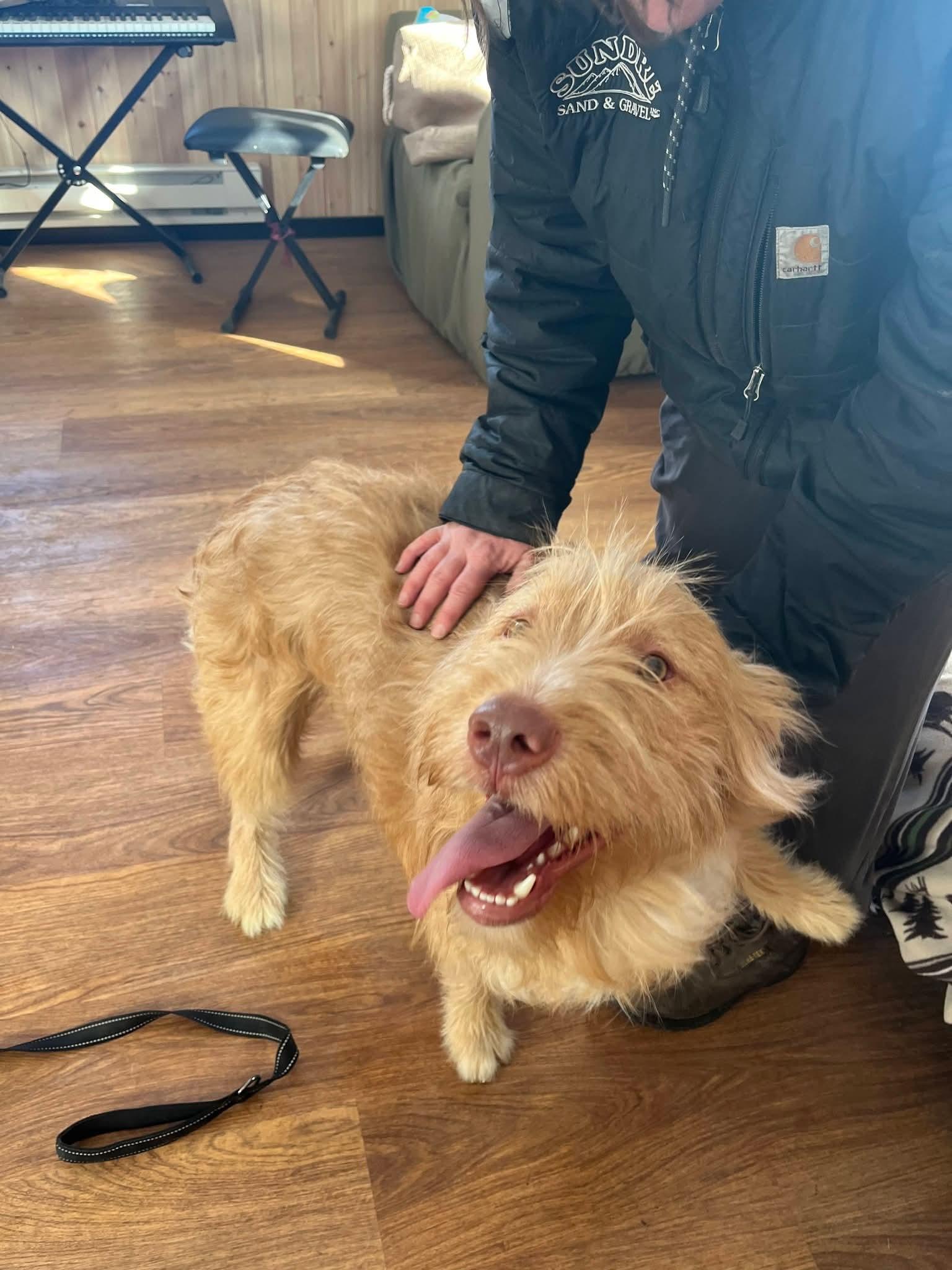 Enlarge Dublin , a ADOPTABLE mixed breed in Sawyer, ND image 3/6