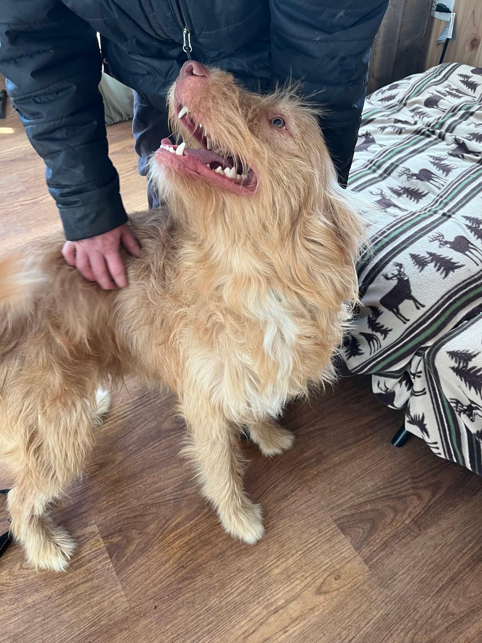 Enlarge Dublin , a ADOPTABLE mixed breed in Sawyer, ND image 6/6