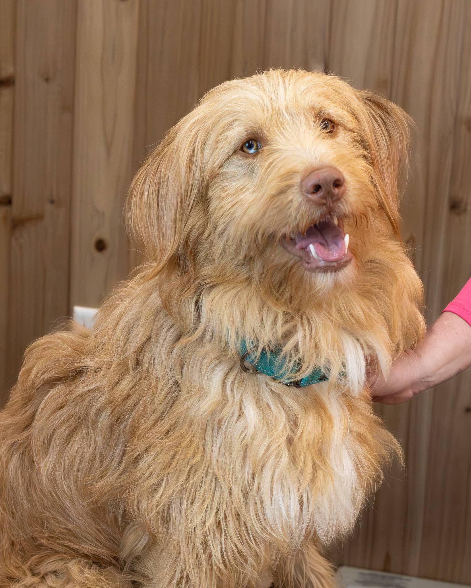 Dublin , ADOPTABLE, Young Male Poodle & Golden Retriever.