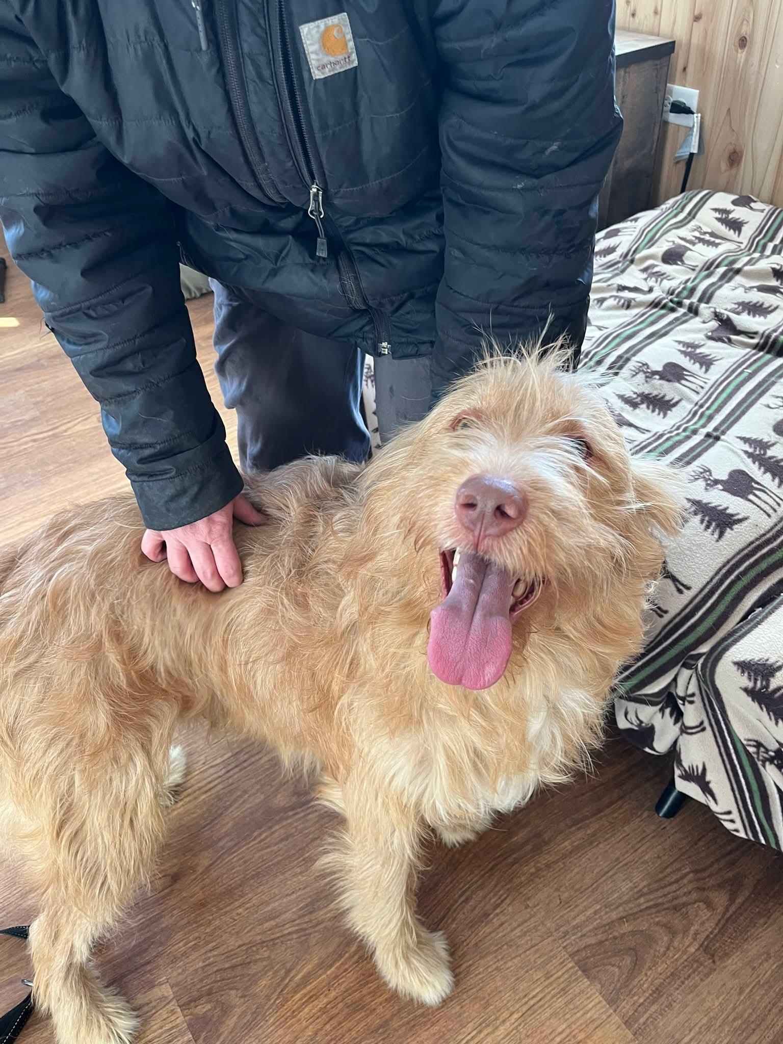 Enlarge Dublin , a ADOPTABLE mixed breed in Sawyer, ND image 5/6