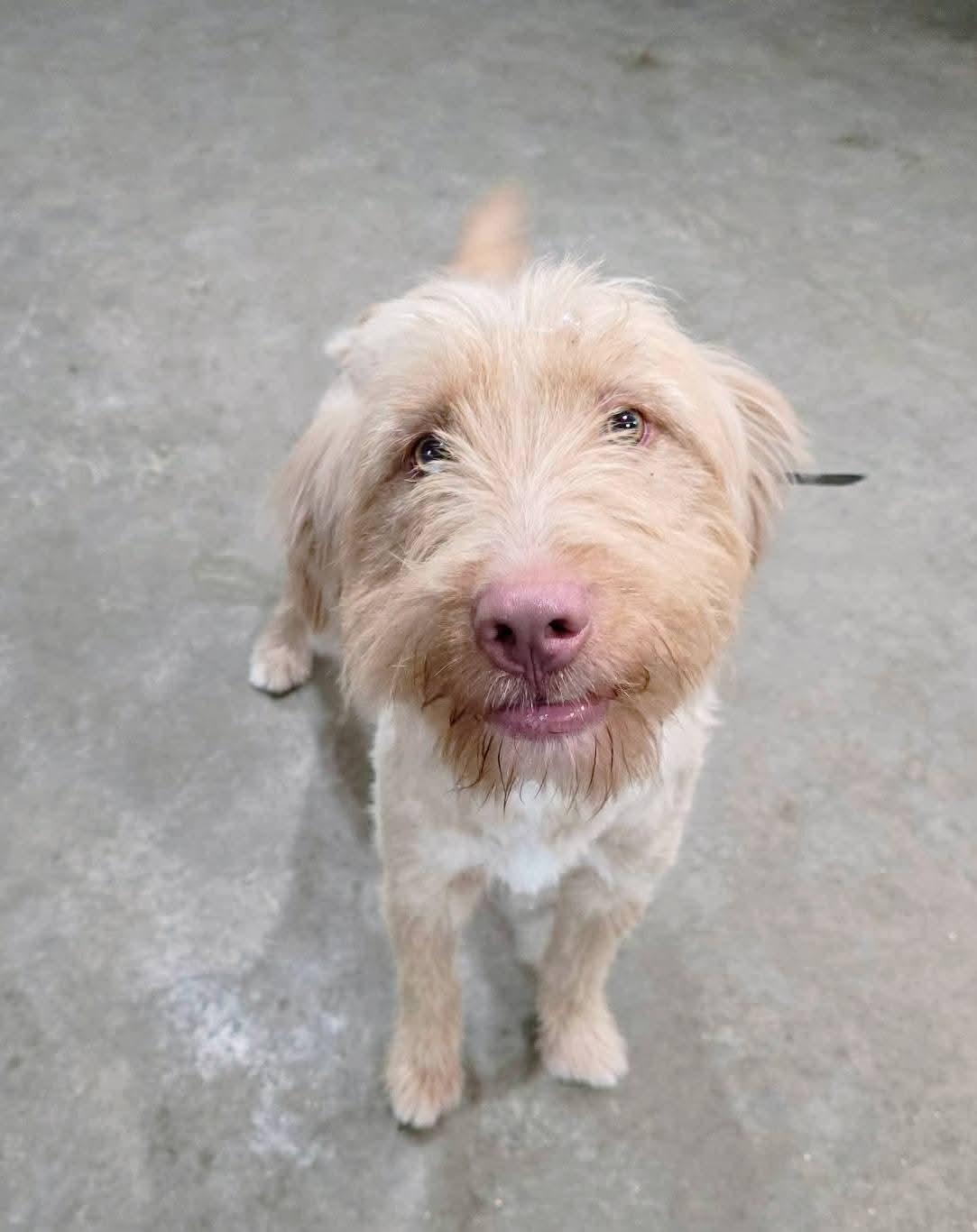 Dublin , a ADOPTABLE mixed breed in Sawyer, ND image 5/6
