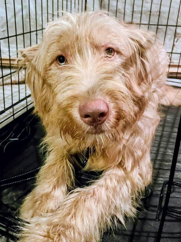 Enlarge Dublin , a ADOPTABLE mixed breed in Sawyer, ND image 1/6