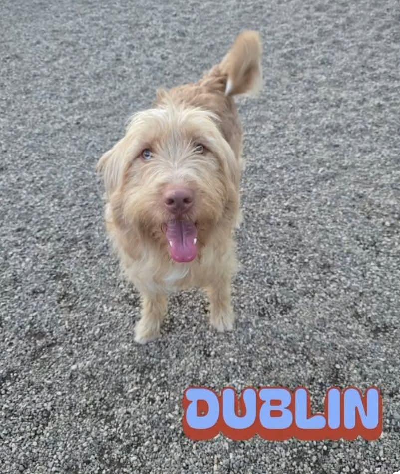 Dublin , a ADOPTABLE mixed breed in Sawyer, ND image 6/6