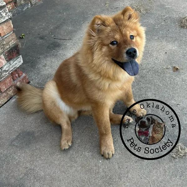 The Tiny Dumpling Princess