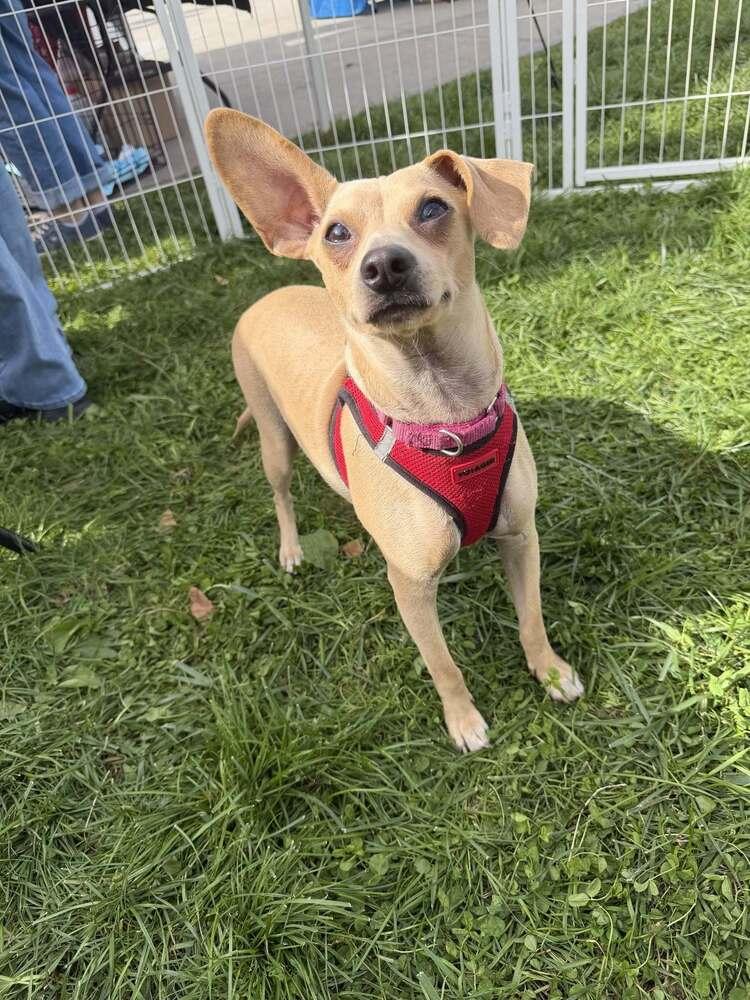 Mason (GA), Adoptable, Adult Male Chihuahua.